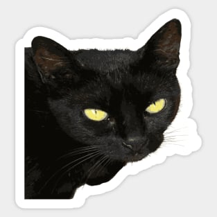 Black Cat With Beautiful Yellow Eyes Vector Art Cut Out Sticker